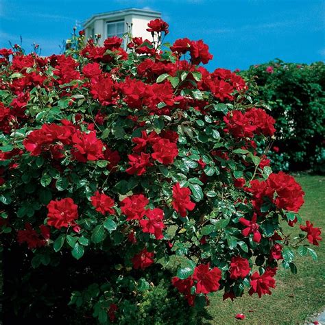 dong juan planter|don juan rose bush.